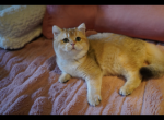 Cosmos - British Shorthair Cat For Sale - San Mateo&comma; CA&comma; US