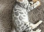 Crystal - Bengal Cat For Sale - CO&comma; US