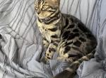 Akuma - Bengal Cat For Sale - CO&comma; US