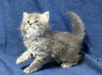 Dusty - Siberian Cat For Sale - Milton Freewater&comma; OR&comma; US