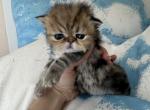 Golden boy 2 - Persian Cat For Sale - Fort Worth&comma; TX&comma; US