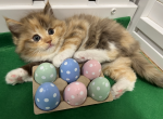 Golden Girls Blanche - Ragdoll Cat For Sale - Maineville&comma; OH&comma; US