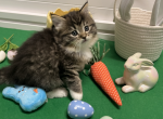 Golden Girls Dorothy - Ragdoll Cat For Sale - Maineville&comma; OH&comma; US