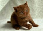 Aria - British Shorthair Cat For Sale - Jacksonville&comma; FL&comma; US