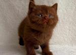 Atlas - British Shorthair Cat For Sale - Jacksonville&comma; FL&comma; US
