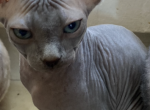 Vega - Sphynx Cat For Sale - Astoria&comma; NY&comma; US