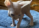 Opal - Sphynx Cat For Sale - Astoria&comma; NY&comma; US