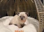 Tofu&Mochi - Siamese Cat For Sale - Maclean&comma; VA&comma; US