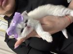 Monse - Himalayan Cat For Sale - Worcester&comma; MA&comma; US