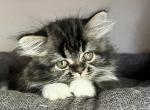 Shadow - Ragdoll Cat For Sale - Hamtramck&comma; MI&comma; US