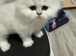 Peanut - Persian Cat For Sale - Austin&comma; TX&comma; US
