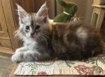 Male Maine Coon Kitten - Maine Coon Cat For Sale - Bechtelsville&comma; PA&comma; US