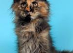 Odri - Maine Coon Cat For Sale - Grayslake&comma; IL&comma; US
