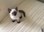 Prince Charming - Balinese Cat For Sale - Queenstown&comma; MD&comma; US