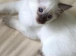 Princess - Balinese Cat For Sale - Queenstown&comma; MD&comma; US