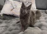 Felix - Maine Coon Cat For Sale - Jacksonville&comma; FL&comma; US