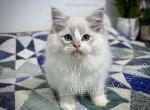 Arnold - Ragdoll Cat For Sale - Tuscaloosa&comma; AL&comma; US