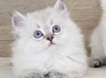 Teddy - British Shorthair Cat For Sale - Caldwell&comma; ID&comma; US