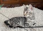 Silvia - Bengal Cat For Sale - Norwalk&comma; CT&comma; US