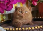 Diamant - British Shorthair Cat For Sale - Pembroke Pines&comma; FL&comma; US
