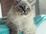 Tim - Siberian Cat For Sale - Pembroke Pines&comma; FL&comma; US