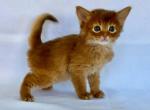 Watson - Somali Cat For Sale - Hollywood&comma; FL&comma; US