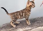 Everest - Bengal Cat For Sale - Hollywood&comma; FL&comma; US