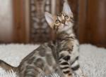 Sindy - Bengal Cat For Sale - Hollywood&comma; FL&comma; US