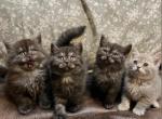 Care Bears kittens - Scottish Fold Cat For Sale - Tukwila&comma; WA&comma; US