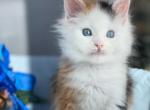 Daenerys Stormborn Polydactyl - Maine Coon Cat For Sale - Hollywood&comma; FL&comma; US