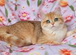 Betti - British Shorthair Cat For Sale - Los Angeles&comma; CA&comma; US