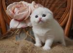 Clara - Scottish Fold Cat For Sale - North Richland Hills&comma; TX&comma; US