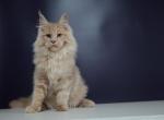 Quico - Maine Coon Cat For Sale - Hollywood&comma; FL&comma; US