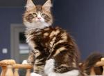 Lancelot - Maine Coon Cat For Sale - Hollywood&comma; FL&comma; US