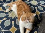 Alex ESH  ADOPTED - Exotic Cat For Adoption - Buffalo&comma; NY&comma; US