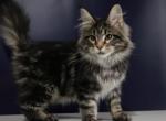 Querida - Maine Coon Cat For Sale - Hollywood&comma; FL&comma; US