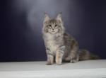 Quincy - Maine Coon Cat For Sale - Miami&comma; FL&comma; US