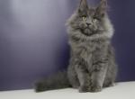 Quintana - Maine Coon Cat For Sale - Miami&comma; FL&comma; US