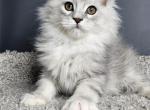 Dominic - Maine Coon Cat For Sale - Grayslake&comma; IL&comma; US