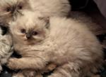 Playful CFA Registered Seal Point Torte Himalayan - Himalayan Cat For Sale - Perry&comma; FL&comma; US