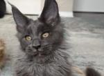 Morris - Maine Coon Cat For Sale - Grayslake&comma; IL&comma; US