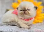 Pearls lite pink collar - Exotic Cat For Sale - Conroe&comma; TX&comma; US