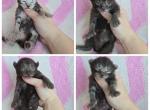 Males short tails polydactyl - Highlander Cat For Sale - Frenchtown&comma; MI&comma; US
