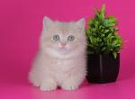Nankaury - Munchkin Cat For Sale - Pembroke Pines&comma; FL&comma; US