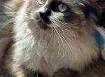 Moosey - Ragdoll Cat For Sale - Saugerties&comma; NY&comma; US