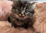 Quinn - Minuet Cat For Sale - West Branch&comma; MI&comma; US