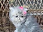 Blue golden girl 1 - Persian Cat For Sale - Fort Worth&comma; TX&comma; US