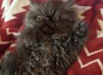 chocolate - Persian Cat For Sale - Mora&comma; NM&comma; US