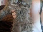 chocolat&egrave; boy - Persian Cat For Sale - Mora&comma; NM&comma; US