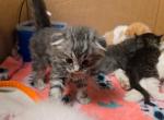 Ellie's Kittens - American Shorthair Cat For Sale - Denver&comma; CO&comma; US